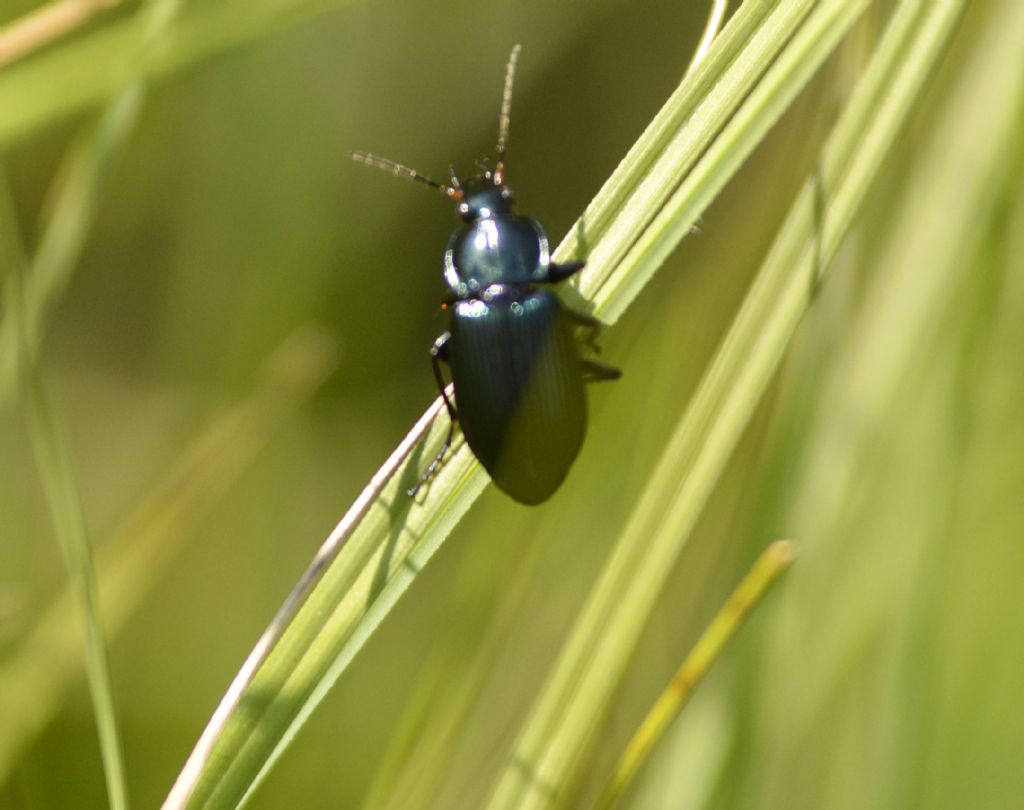 Carabidae: Anisodactylus ? No, Poecilus sp.  (P. cupreus opp. P. versicolor)